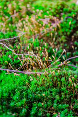 Yosun ve çiy damlaları erken Bahar sabahları