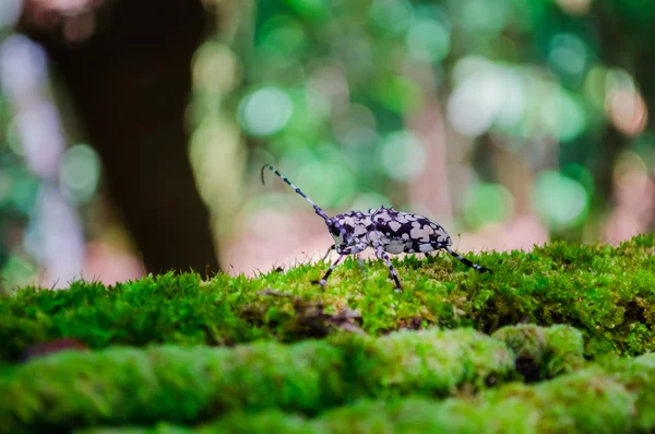 Escarabajo capricornio de cuernos largos, longicornio sobre musgo — Foto de Stock