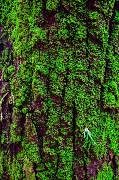 Stary kory drzewa pokryte mchem — Zdjęcie stockowe