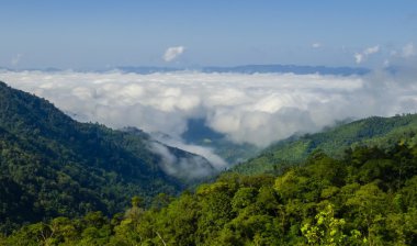 Sabah sis yağmur ormanlarında