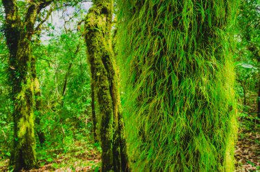 yağmur ormanında bahar