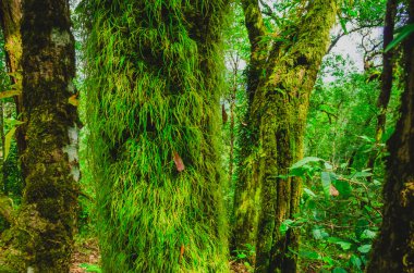 yağmur ormanında bahar