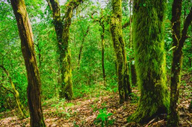 yağmur ormanında bahar