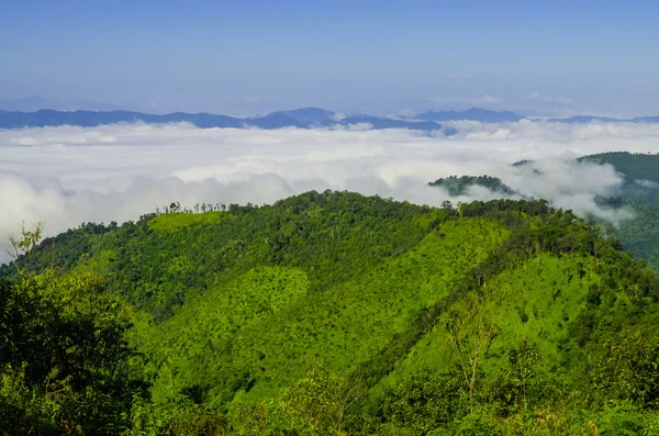 Nebbia mattutina nella foresta pluviale — Foto Stock