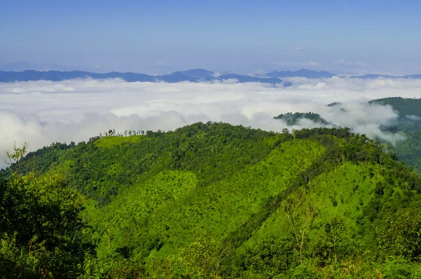 Brume matinale dans la forêt tropicale — Photo