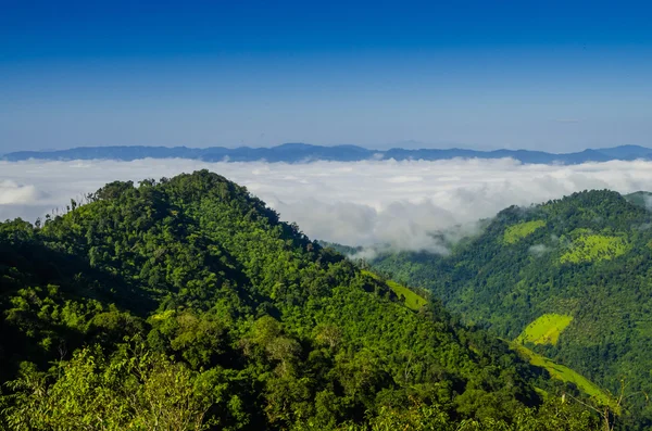 熱帯雨林の朝の霧 — ストック写真