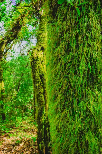 Forêt tropicale au printemps — Photo