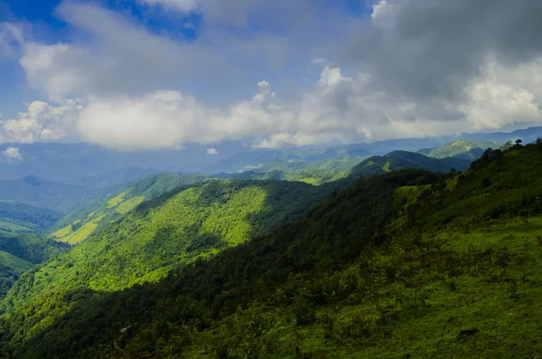 Morning mist in rainforest — Stock Photo, Image