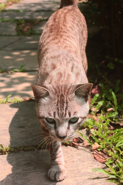 Retrato de gato de olhos castanhos — Fotografia de Stock