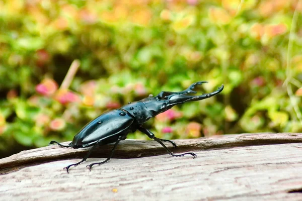 Escarabajo ciervo en la corteza — Foto de Stock
