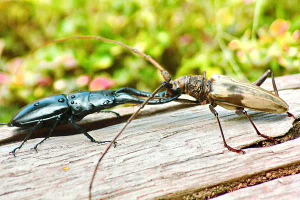 Fighting stag skalbaggar — Stockfoto