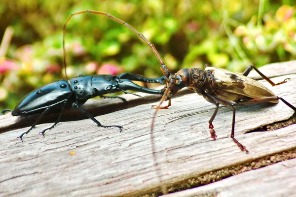 Боевые жуки-олени — стоковое фото