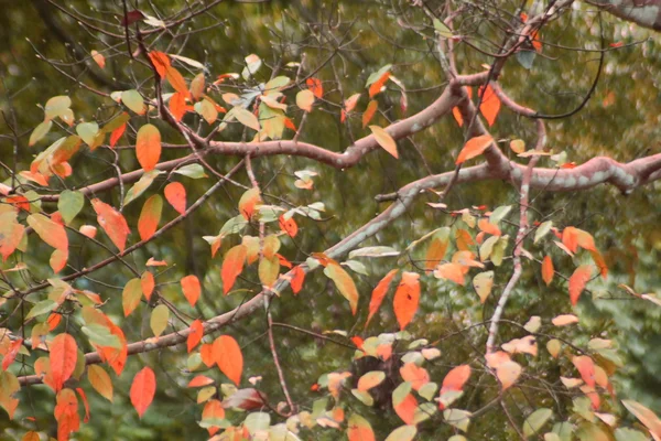 Żółte liście jesień liść — Zdjęcie stockowe
