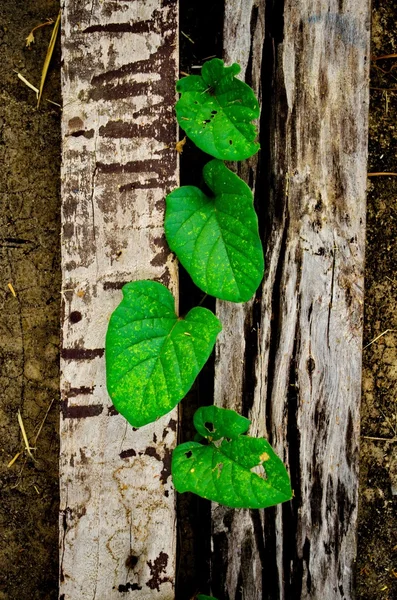 Planta joven creciendo a través de la madera, concepto de esperanza — Foto de Stock