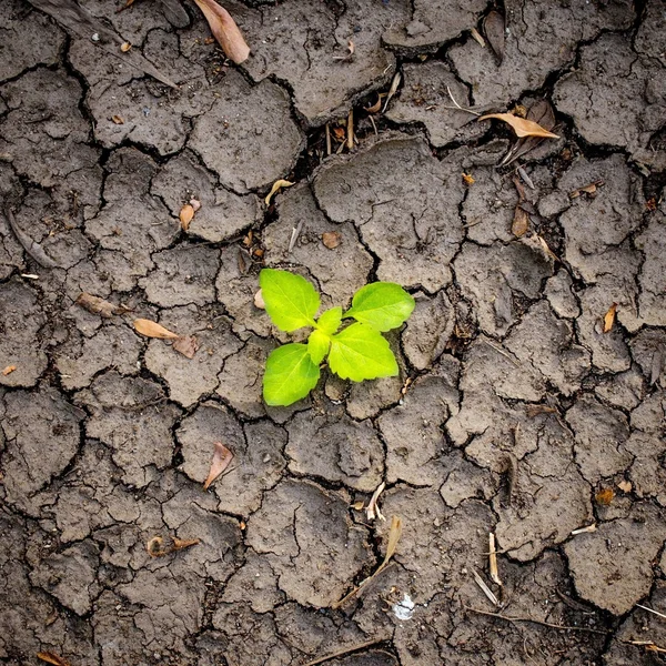 Planta creciendo a través de la tierra, concepto de esperanza — Foto de Stock