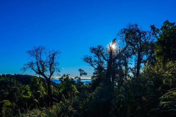 Skog med solen bakom — Stockfoto