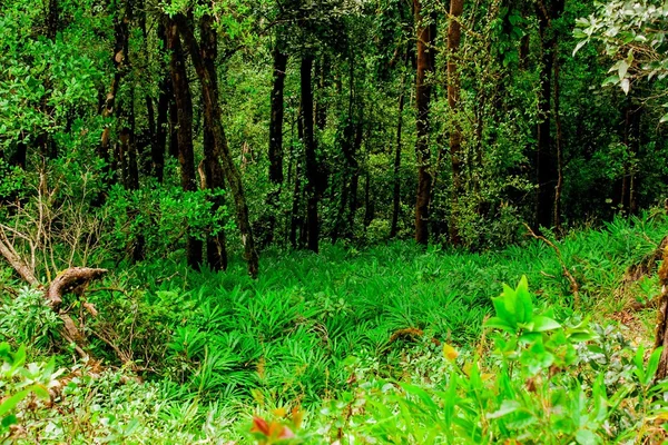 Tropischer Regenwald — Stockfoto