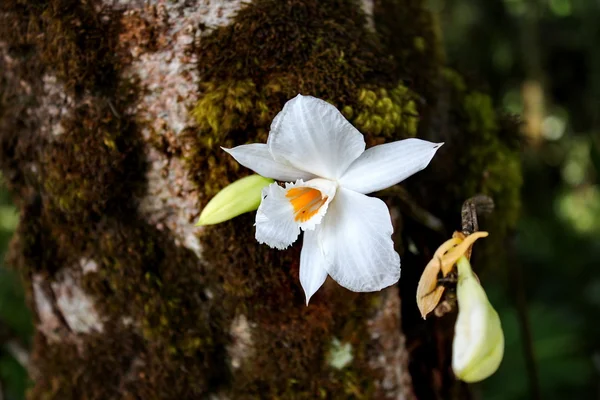 Orquídea de color blanco y naranja — Foto de Stock