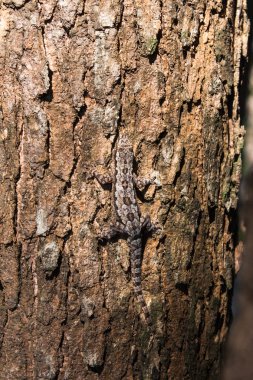 güneş banyosu kabuğu alarak ağaç kertenkele