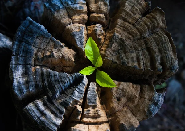 Planta que crece de un tronco de árbol — Foto de Stock