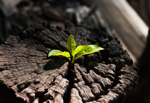 plant growing out of a tree stump