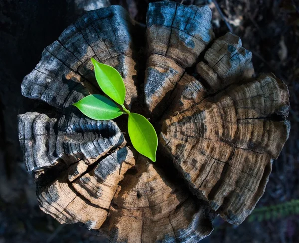 Planta crescendo fora de um toco de árvore — Fotografia de Stock