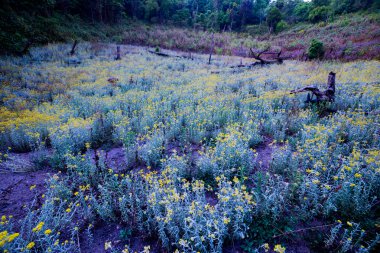 Sonbahar güzellik sarı çiçek