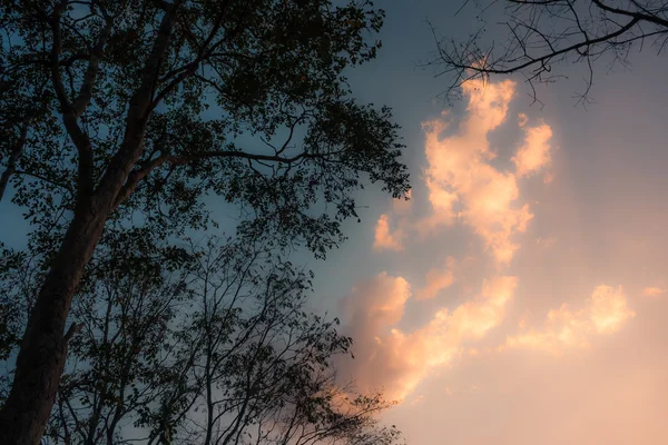 Niebo i chmury podczas zachodu słońca w wieczór zima z dużych drzew — Zdjęcie stockowe