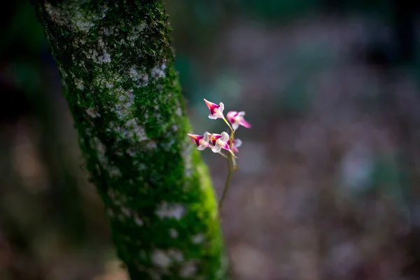 Beautiful wild orchid — Stock Photo, Image