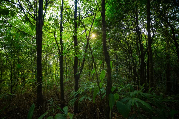 Schöner grüner Wald — Stockfoto