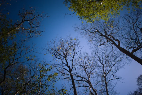 Floresta com o sol por trás — Fotografia de Stock