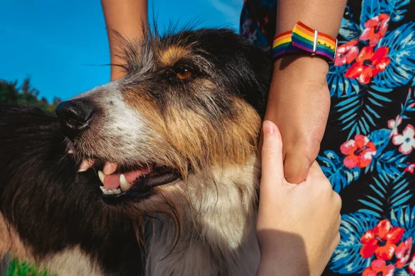 Hände Eines Gleichgeschlechtlichen Paares Streicheln Ihr Haustier — Stockfoto