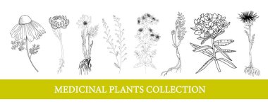 Ledum, marigold, leuzea, papatya çayı. Şifalı bitkiler Yaban Çiçekleri İllüstrasyon Botanik Çizimler