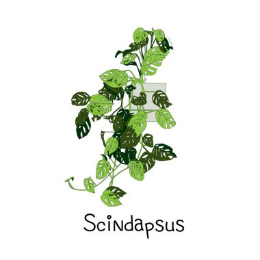 Kapalı alanda trend bir tesise tırmanma. Modern saksı. Bitki vazosu. Bitki büyüyor. Vektör illüstrasyonu.