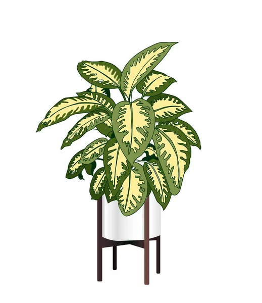 Dieffenbachia. Eine trendige Zimmerpflanze. Moderner Blumentopf. Pflanzenvase vorhanden. Pflanzenwachstum. Vektorillustration. — Stockvektor