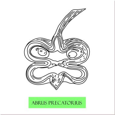 dua boncukları, tırmanan çalılar, Çin şifalı bitkileri Abrus