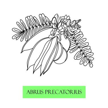 dua boncukları, tırmanan çalılar, Çin şifalı bitkileri Abrus