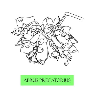 dua boncukları, tırmanan çalılar, Çin şifalı bitkileri Abrus