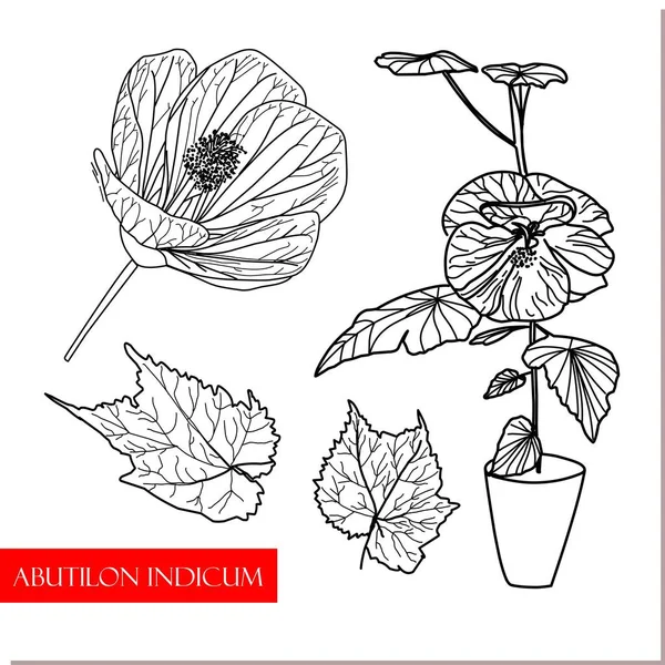 Abutilon Indicum Buisson Grimpant Plantes Médicinales Chinoises Médicament — Image vectorielle