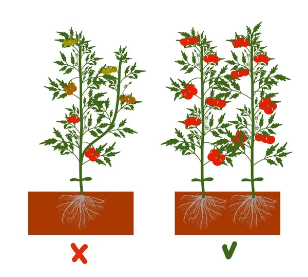 Planter Des Tomates Dans Sol Cultiver Une Tomate Semis Débarquement — Image vectorielle