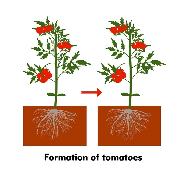 Tomaten Die Erde Pflanzen Eine Tomate Anbauen Sämling Ausschiffung Gewächshaus — Stockvektor