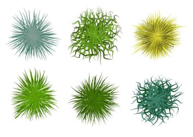 Mısır gevrekleri üst görünüm. Çimenler beyaz arka planda izole edilmiş. Manzara tasarımı için nesneler. Peyzaj planlama elementleri. Mısır gevreği ve bitkiler.