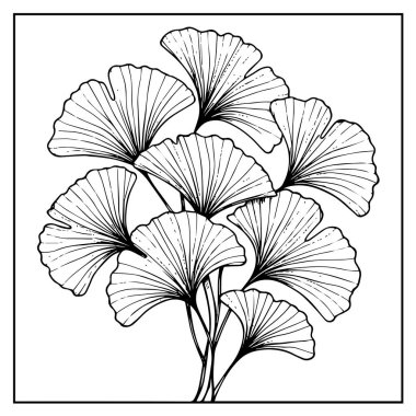 Zarif bir botanik kompozisyonda düzenlenmiş ginkgo biloba yapraklarının siyah beyaz çizgisi çizimi. Akan çizgileri olan minimalist doğal tasarım..