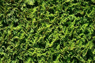 Taze yapraklı yeşil çalı