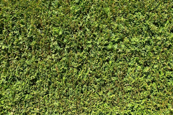 Arkaplan için yeşil çimen dokusu