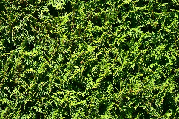 Taze yapraklı yeşil çalı