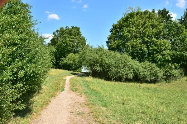 Grüner Wald Auf Dem Land — Stockfoto