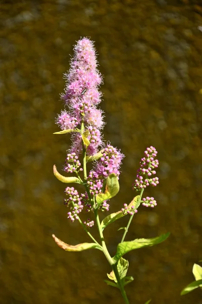 beautiful pink flower on a background of a summer field