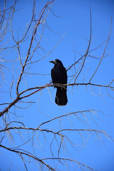 Pássaro Corvo Aves Flora Fauna Conceito Natureza — Fotografia de Stock