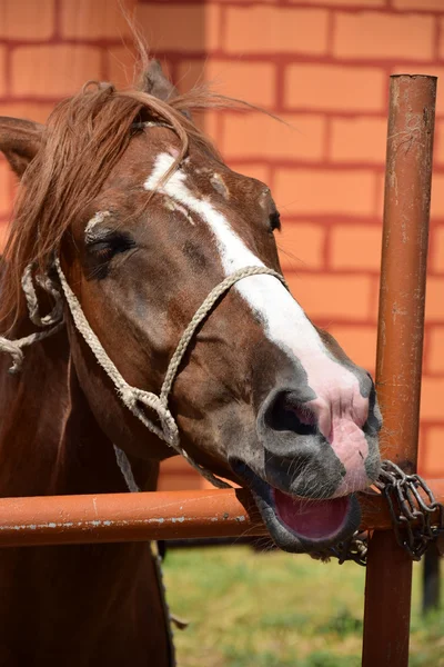 Cabeza de caballo con arnés de cuerda —  Fotos de Stock